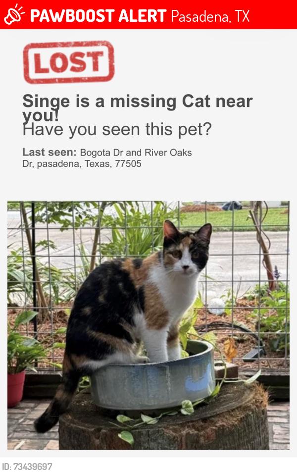 Lost Female Cat last seen Bogota drive and river oaks drive, Pasadena, TX 77505