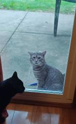 Found/Stray Male Cat last seen Forbes, Wildflower, Balsam, Berkeley cndmniums, East Hartford, CT 06118