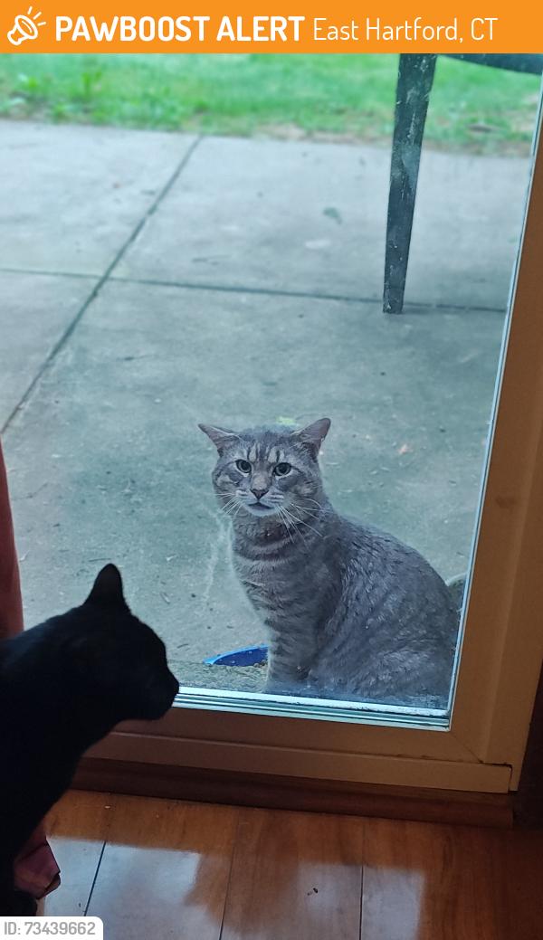 Found/Stray Male Cat last seen Forbes, Wildflower, Balsam, Berkeley cndmniums, East Hartford, CT 06118