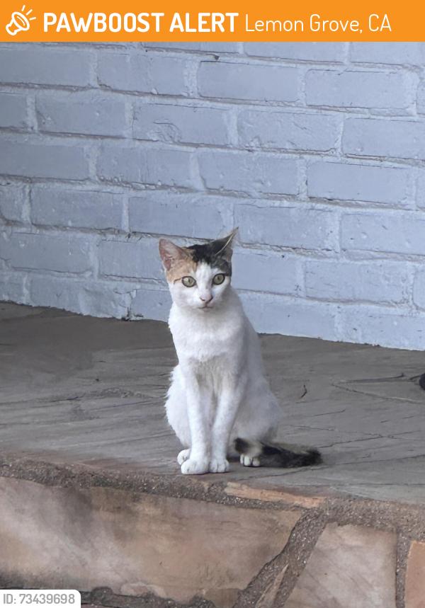 Found/Stray Unknown Cat last seen Glencoe Dr & Canton Dr, Lemon Grove, CA 91945