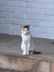 Found/Stray Unknown Cat last seen Glencoe Dr & Canton Dr, Lemon Grove, CA 91945