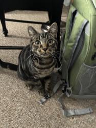 Found/Stray Male Cat last seen backyard, Midland, MI 48640