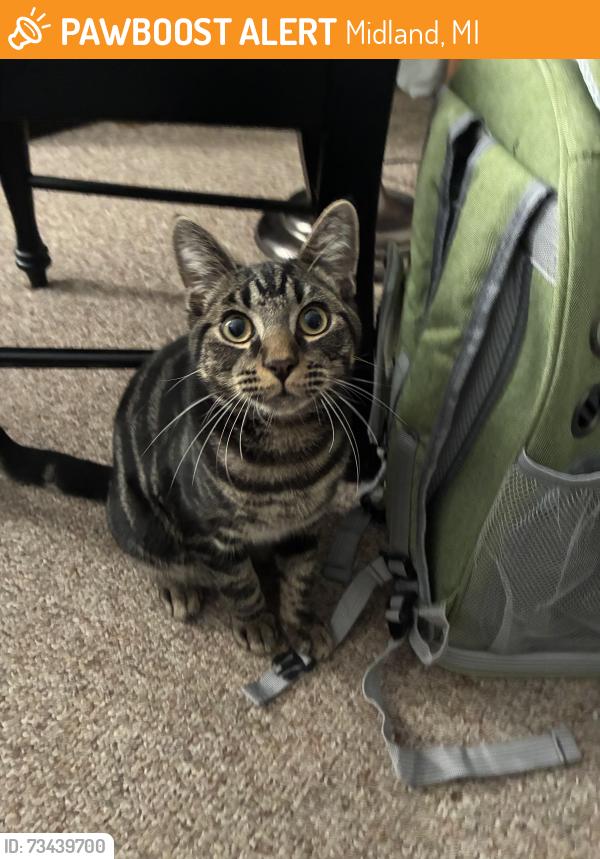 Found/Stray Male Cat last seen backyard, Midland, MI 48640