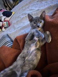 Found/Stray Female Cat last seen branch brook park drive near mill street, Newark, NJ 07107