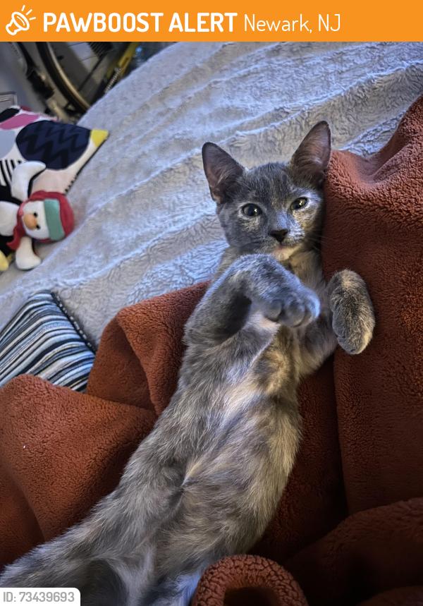 Found/Stray Female Cat last seen branch brook park drive near mill street, Newark, NJ 07107
