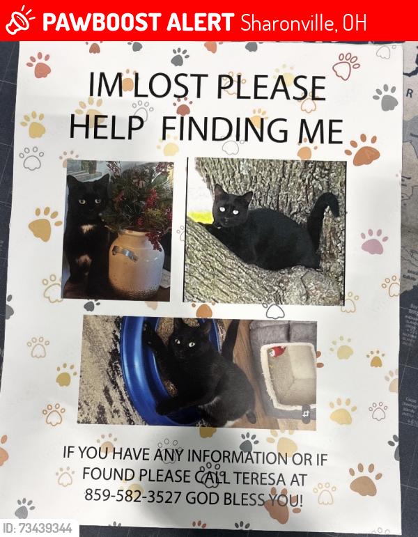 Lost Female Cat last seen Near Carpol St Sharonville ohio, Sharonville, OH 45241
