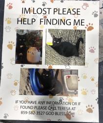 Lost Female Cat last seen Near Carpol St Sharonville ohio, Sharonville, OH 45241