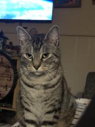 Lost Male Cat last seen Bent Willow Lane, Huntington, Huntington, TX 75949