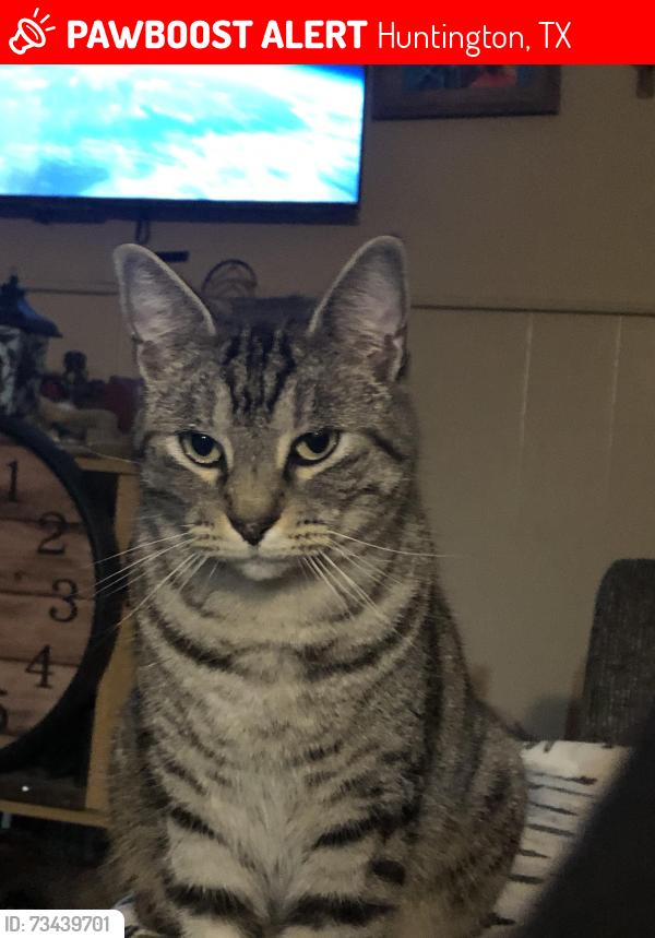 Lost Male Cat last seen Bent Willow Lane, Huntington, Huntington, TX 75949
