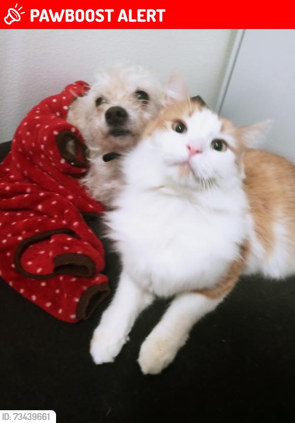 Lost Male Cat last seen Negaunee st., Redford Township, MI 48240