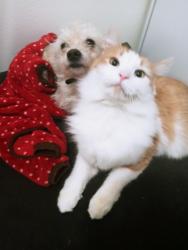 Lost Male Cat last seen Negaunee st., Redford Township, MI 48240