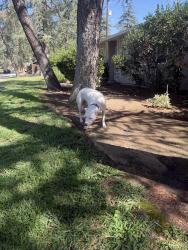 Found/Stray Female Dog last seen San Jose and villa, Clovis, CA 93612