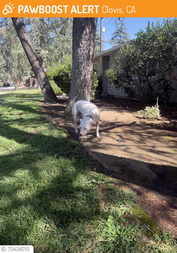 Found/Stray Female Dog last seen San Jose and villa, Clovis, CA 93612