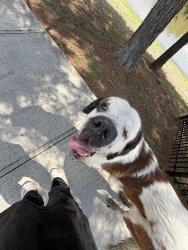 Found/Stray Unknown Dog last seen Valley ranch, New Caney, TX 77357