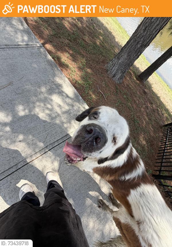 Found/Stray Unknown Dog last seen Valley ranch, New Caney, TX 77357