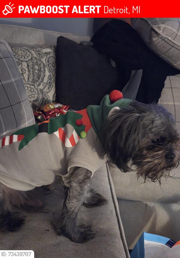 Lost Male Dog last seen 8 mile meyers, Detroit, MI 48221