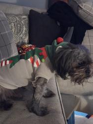 Lost Male Dog last seen 8 mile meyers, Detroit, MI 48221