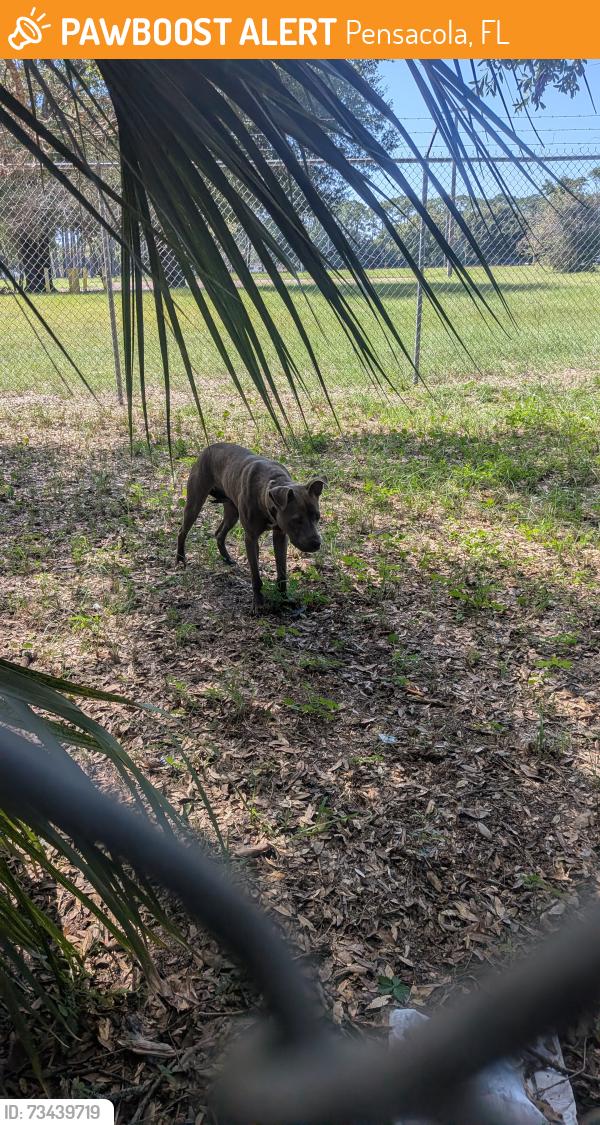 Found/Stray Male Dog last seen Near, Pensacola, FL 32507