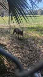 Found/Stray Male Dog last seen Near, Pensacola, FL 32507
