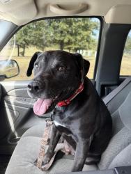 Found/Stray Male Dog last seen Broadway and Simpson, Edmond, OK 73034