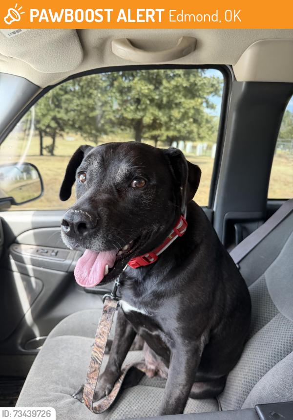 Found/Stray Male Dog last seen Broadway and Simpson, Edmond, OK 73034