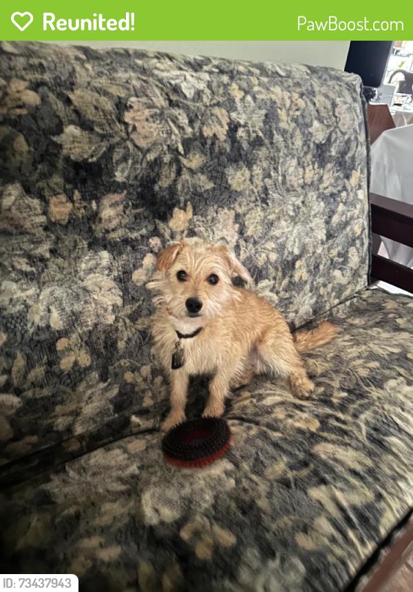 Reunited Male Dog last seen Near Yvonne Way, Sacramento, CA 95823, USA, Sacramento, CA 95823