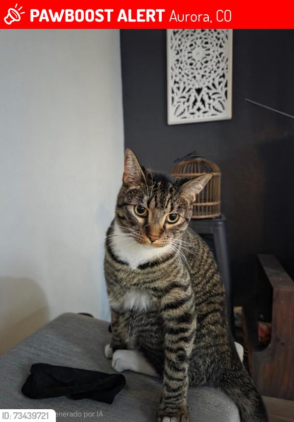 Lost Male Cat last seen Carolina and Norfolk, Aurora, CO 80017