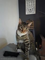 Lost Male Cat last seen Carolina and Norfolk, Aurora, CO 80017