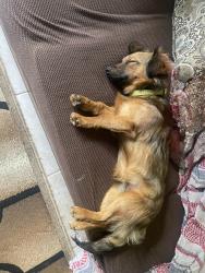 Lost Male Dog last seen Peach crossing, Dallas, GA 30132
