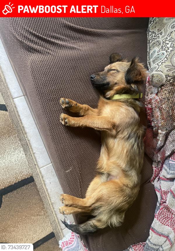 Lost Male Dog last seen Peach crossing, Dallas, GA 30132
