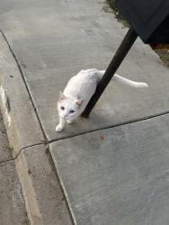 Lost Female Cat last seen Machado and grand, Lake Elsinore, CA 92530