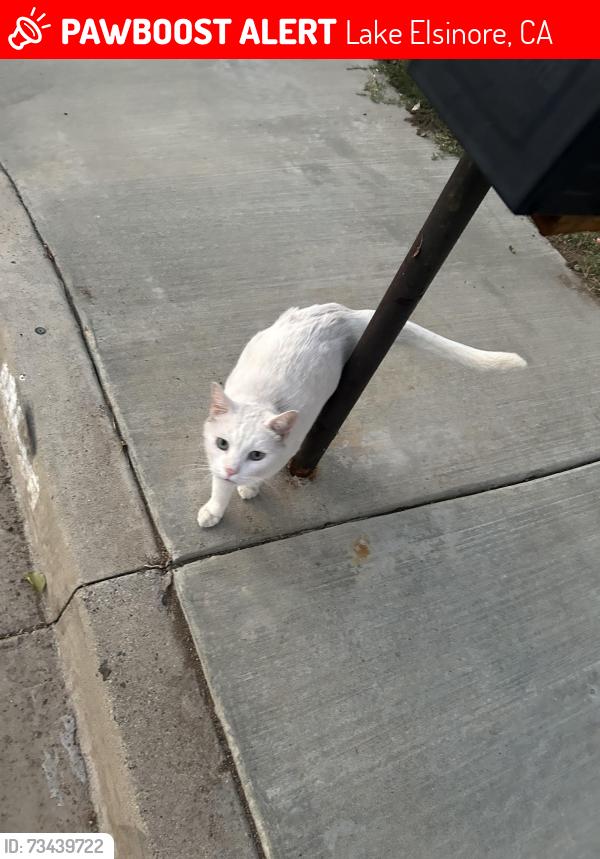 Lost Female Cat last seen Machado and grand, Lake Elsinore, CA 92530