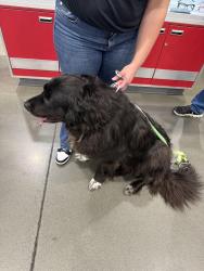Found/Stray Female Dog last seen Costco, Everett, WA 98208