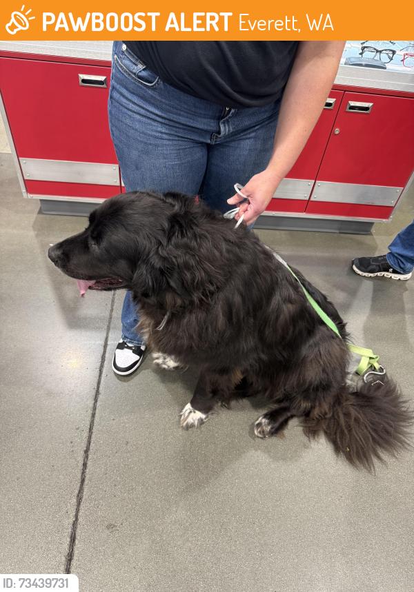 Found/Stray Female Dog last seen Costco, Everett, WA 98208