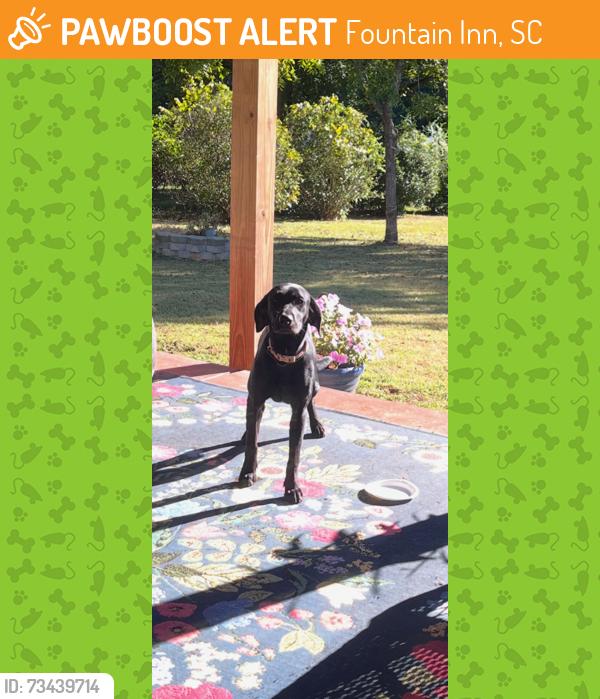 Found/Stray Female Dog last seen Greenpond Rd. and McCarter Rd., Fountain Inn, SC 29644