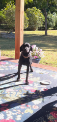 Found/Stray Female Dog last seen Greenpond Rd. and McCarter Rd., Fountain Inn, SC 29644
