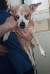 Found/Stray Female Dog last seen Whitney ranch road and galleria, Henderson, NV 89014