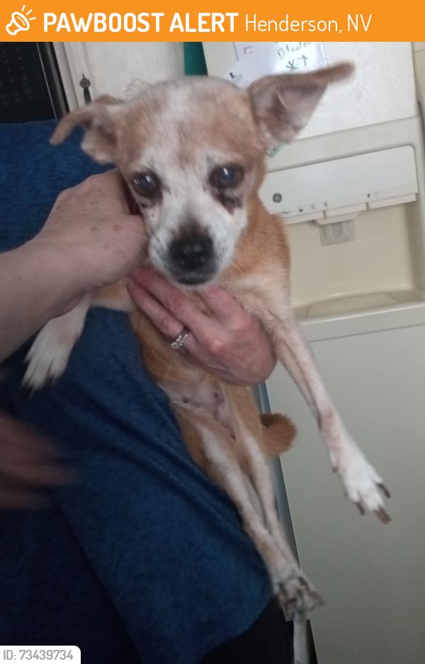 Found/Stray Female Dog last seen Whitney ranch road and galleria, Henderson, NV 89014