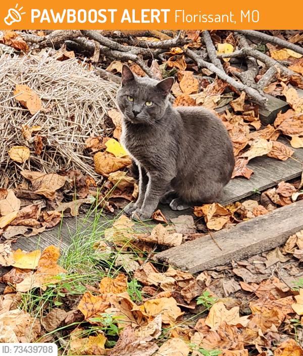 Found/Stray Male Cat last seen North Waterford and Saddlespur ln, Florissant, MO 63033