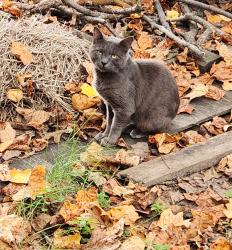 Found/Stray Male Cat last seen North Waterford and Saddlespur ln, Florissant, MO 63033