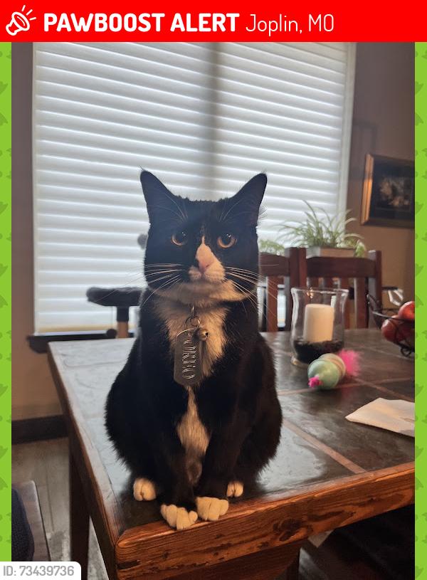 Lost Female Cat last seen Maverik Gas Station, Joplin, MO 64804