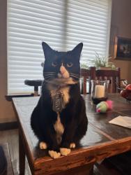 Lost Female Cat last seen Maverik Gas Station, Joplin, MO 64804