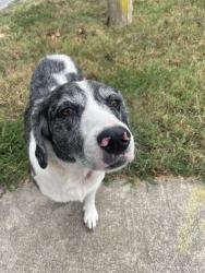 Found/Stray Female Dog last seen Broadway and west Della street, Springfield, MO 65803