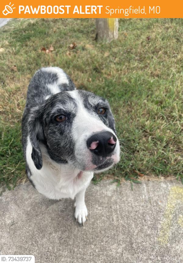 Found/Stray Female Dog last seen Broadway and west Della street, Springfield, MO 65803