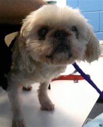 Shelter Stray Female Dog last seen , 232 Eslinger Way, Sanford, FL 32773, USA