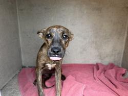 Shelter Stray Female Dog last seen BROADWAY/PERRYVILE, 5501 E Van Buren St, Phoenix, AZ 85008, USA