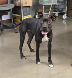 Shelter Stray Female Dog last seen AUSTIN RANCH DR AND IDA LN, 2500 S 27th Ave, Phoenix, AZ 85009, USA