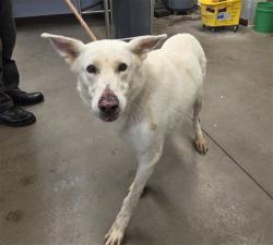 Shelter Stray Male Dog last seen CITRUS RD AND PINNACLE PEAK RD, 2500 S 27th Ave, Phoenix, AZ 85009, USA