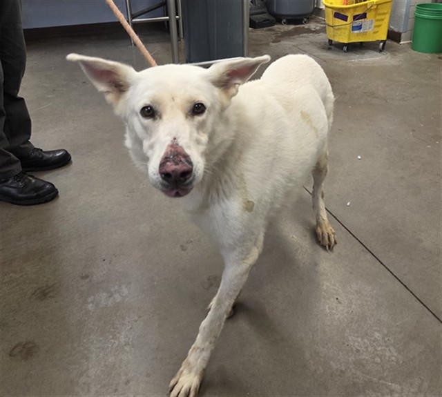 Shelter Stray Male Dog last seen CITRUS RD AND PINNACLE PEAK RD, 2500 S 27th Ave, Phoenix, AZ 85009, USA