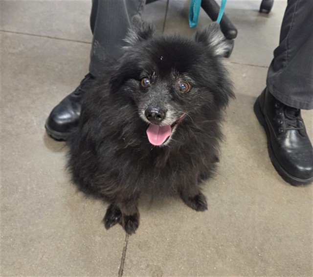 Shelter Stray Male Dog last seen BELL RD AND RH JOHNSON BLVD, 2500 S 27th Ave, Phoenix, AZ 85009, USA